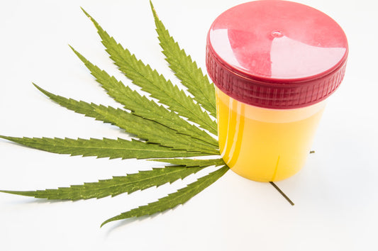 THC Detection On Urine Drug Test