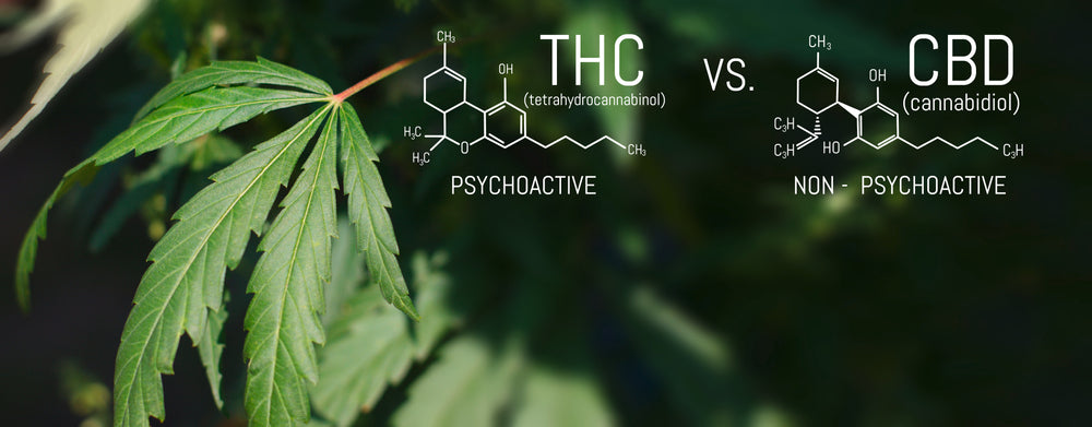 Can CBD Show Up As THC On Drug Test
